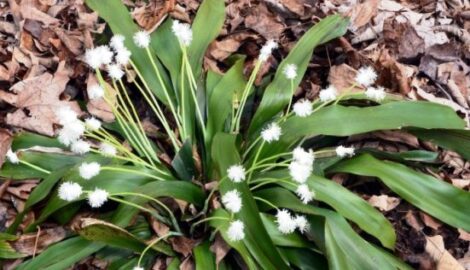 Try Shade-Loving, Evergreen Cymophyllus Sedge as a Hosta Replacement Image